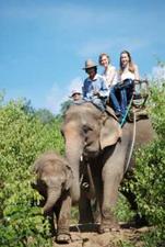 Elephant Ride, Buddy Tours, Chiang Mai
