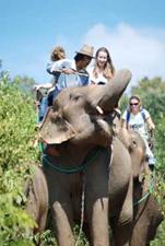Elephant Ride, Buddy Tours, Chiang Mai