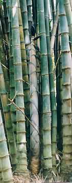 Bamboo Shoot in Chiang Mai