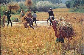 Rice Harvest in Chiang Mai