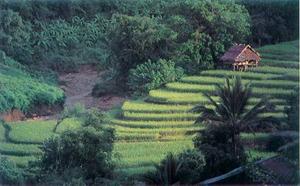 Rice Terrace in Chiang Mai