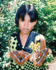 Butterflies In Thailand