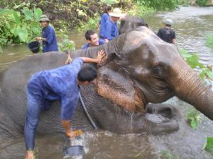 Elephant bathing in