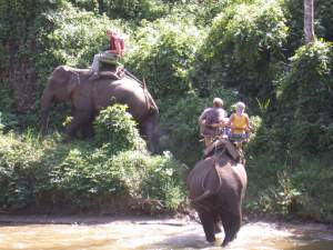 Elephant ride