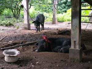Pigs in hilltribe village