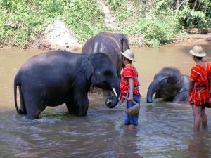 Elephant bathing