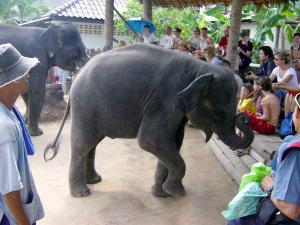 Elephant show