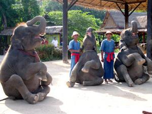 Elephant show