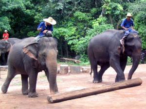 Elephant show