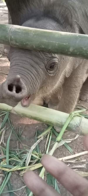 Baby elephant