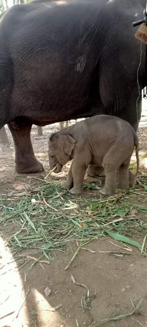 Baby elephant