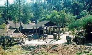 Mae Sa Elephant Camp, Chiang Mai, Thailand